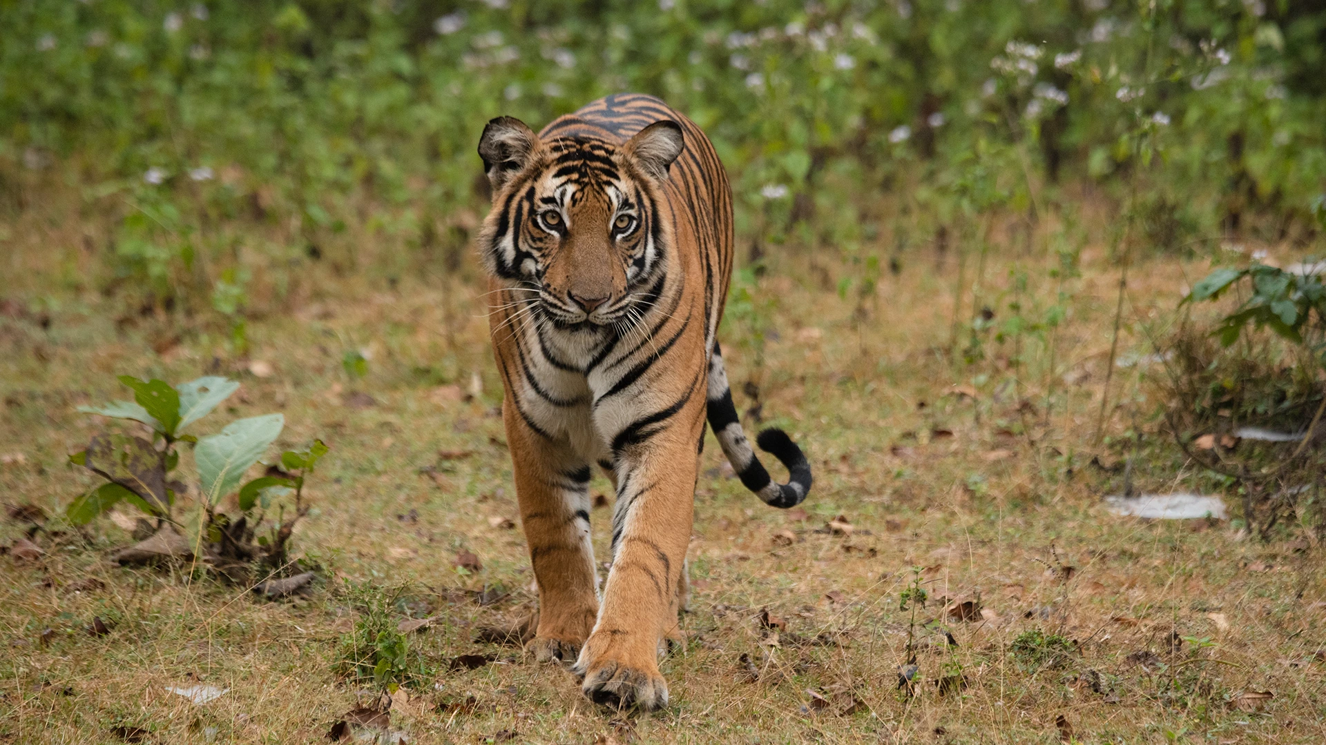 Anamalai Tiger Reserve