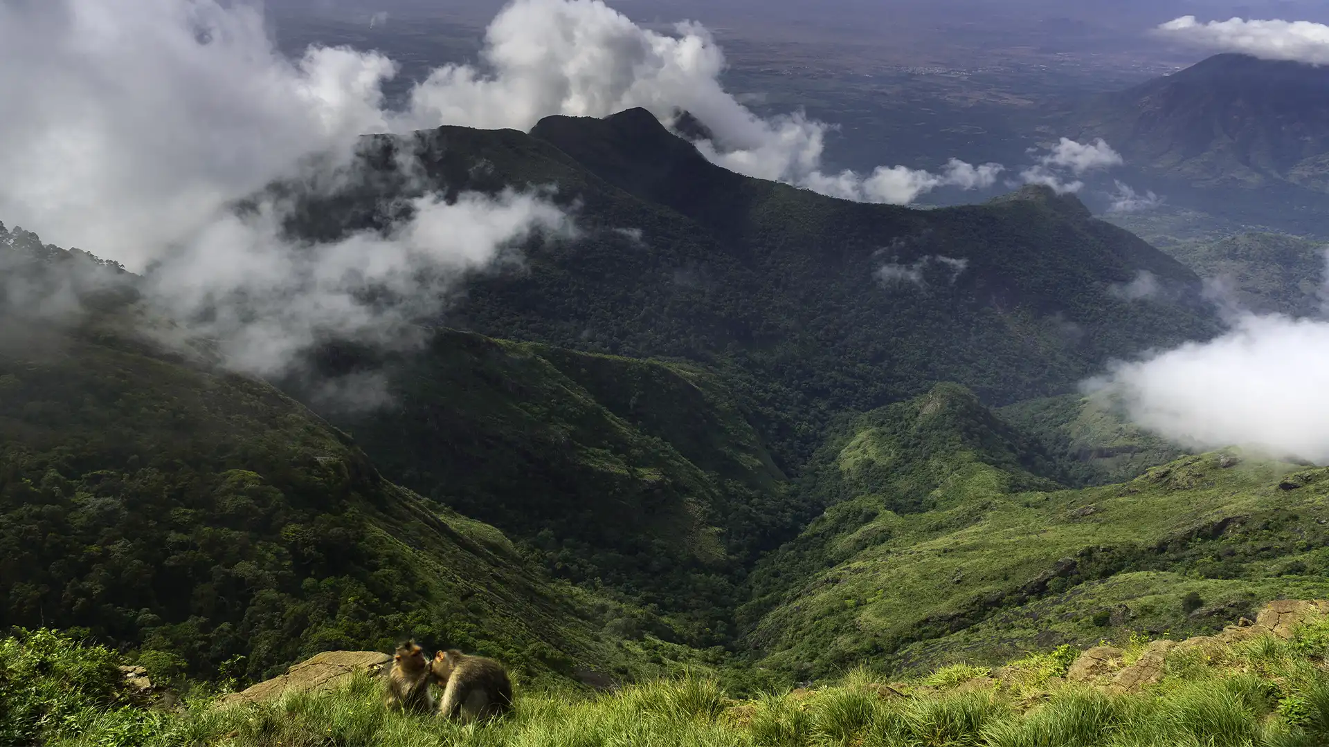 Green Valley View