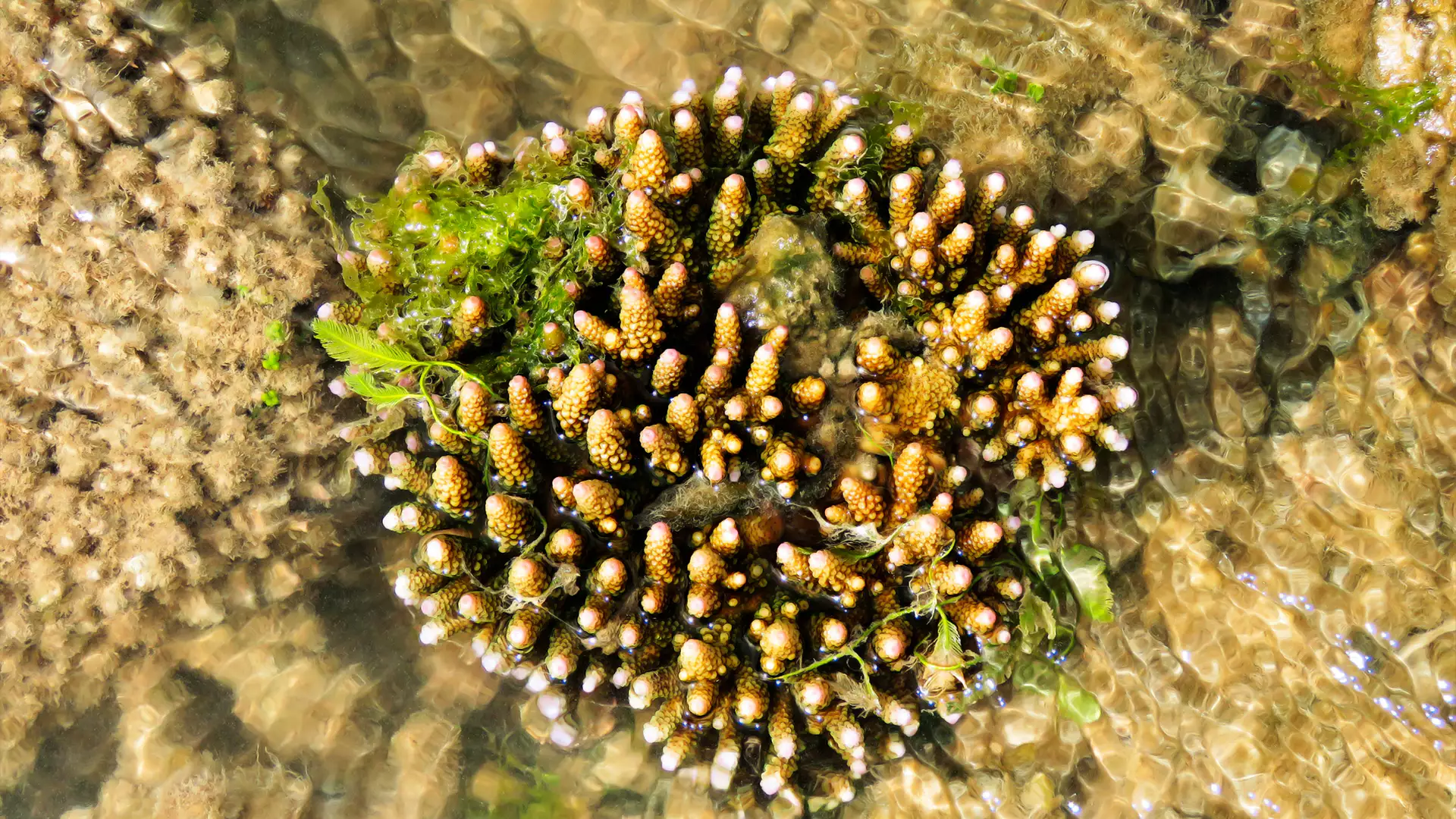 Gulf of Mannar Marine National Park