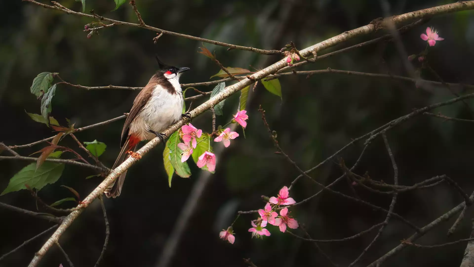 Kodaikanal Wildlife Sanctuary