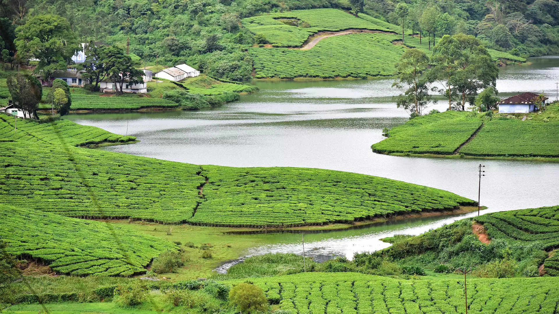 Tea Trail in Ooty