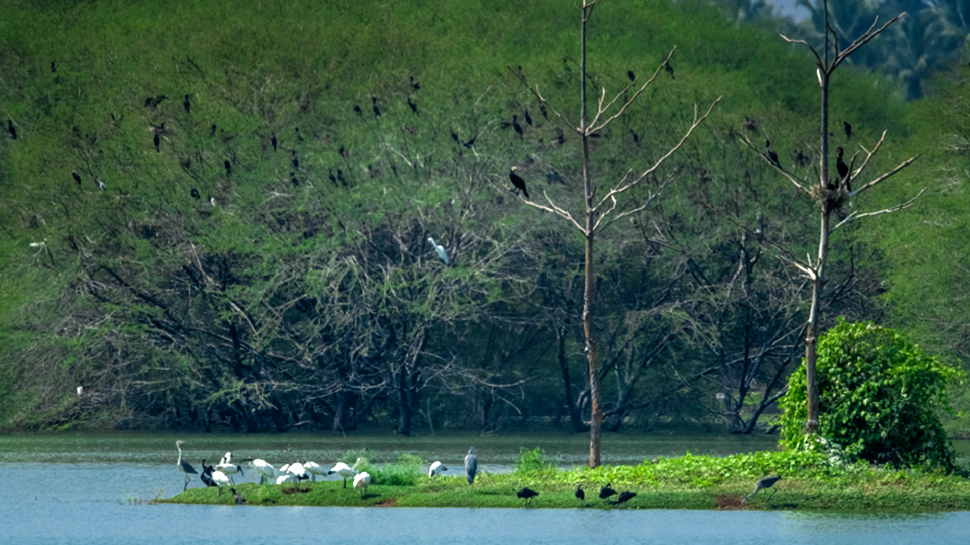 Vellode Bird Sanctuary 