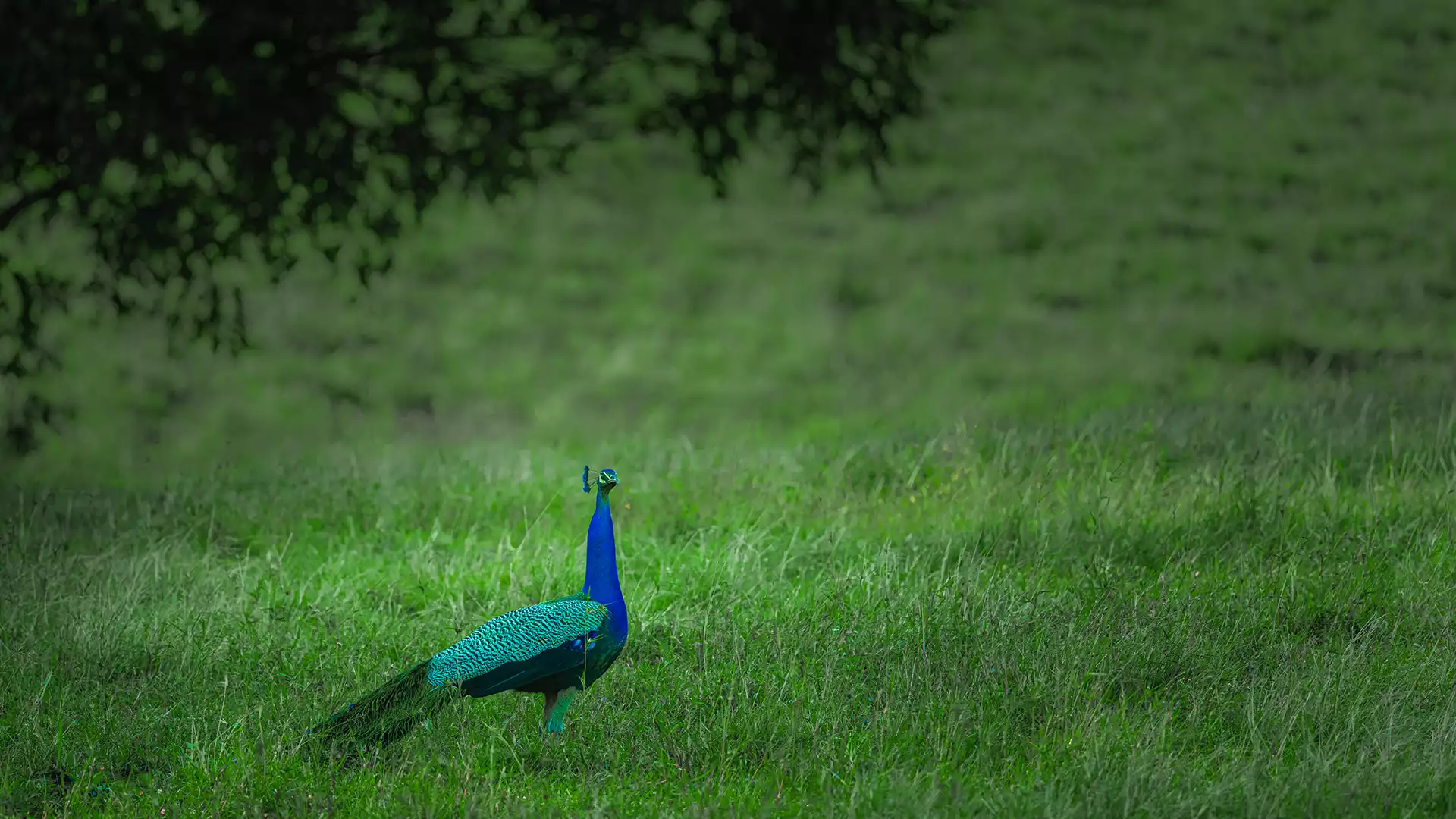 Viralimalai Sanctuary