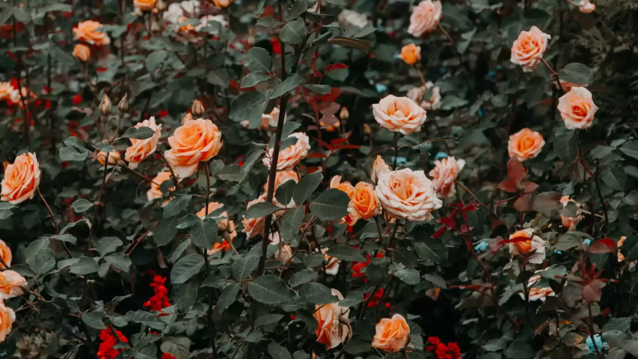 rose garden ooty best time to visit