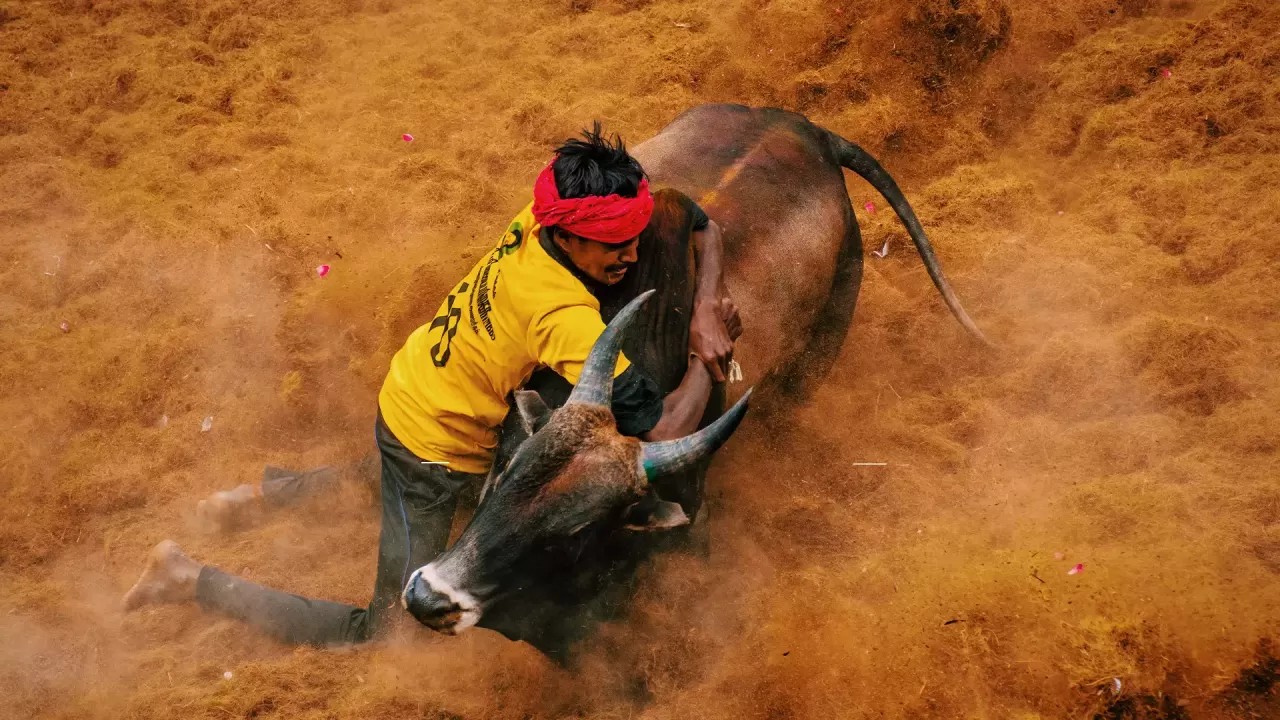 Bull cattle hunting jallikattu kalai mujju24 mujju24 nature tree HD  phone wallpaper  Peakpx