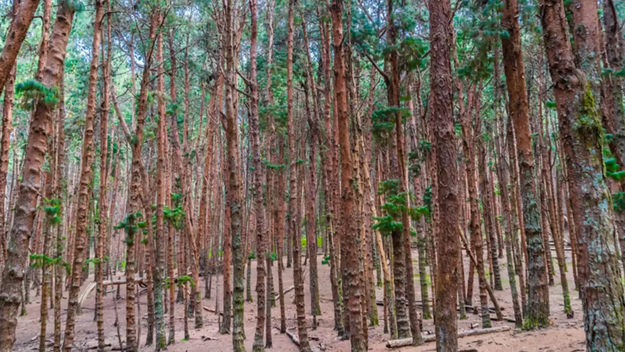 Pine Forest | Kodaikanal | Dindigul | Tamil Nadu Tourism