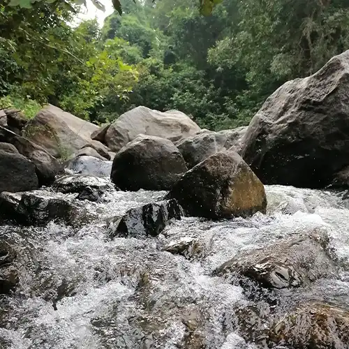 Amirthi Forest