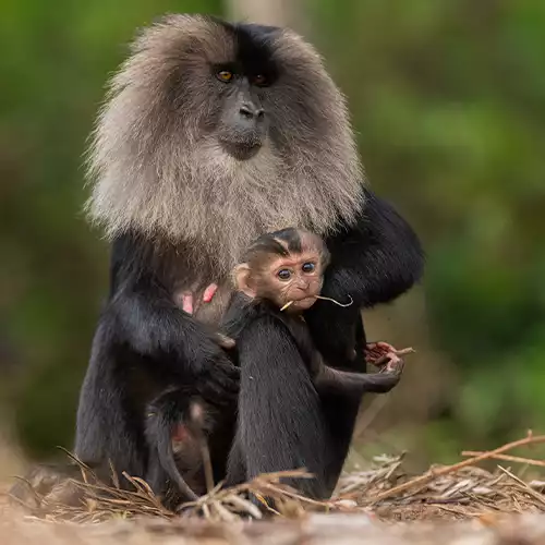 Anaimalai Wildlife Sanctuary