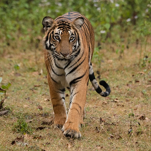 Anamalai Tiger Reserve