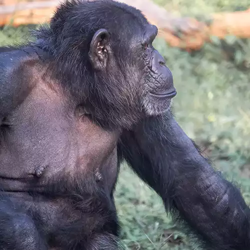 Arignar Anna Zoological Park, Vandalur