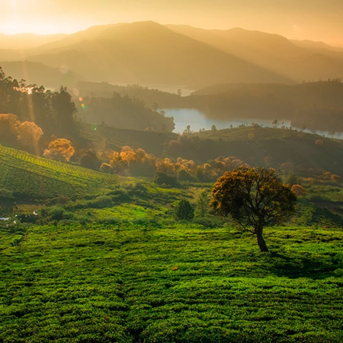 Avalanche Hills, Ooty