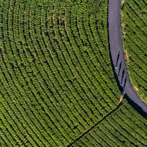 Coonoor