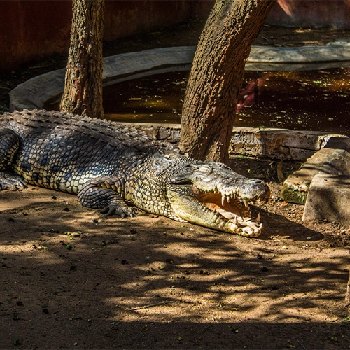 A reptile haven