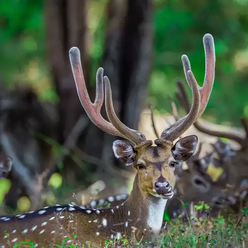 Deer Park, Ooty