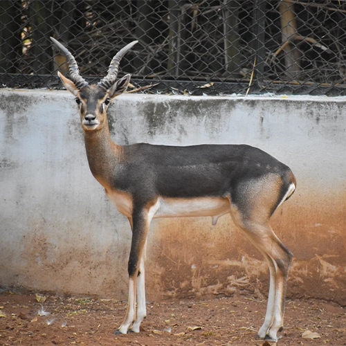 கிண்டி தேசிய பூங்கா