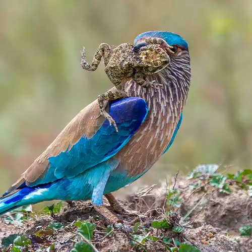 Guindy National Park