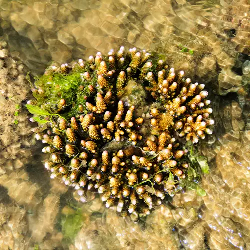 Gulf of Mannar Marine National Park