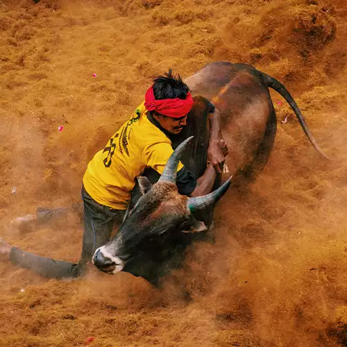 Jallikattu Bull Festival