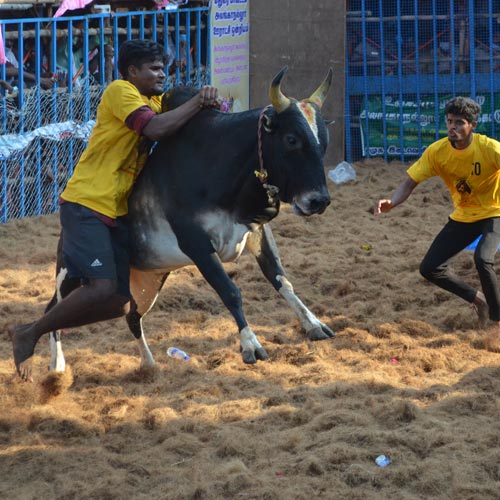 Jallikattu Bull Festival