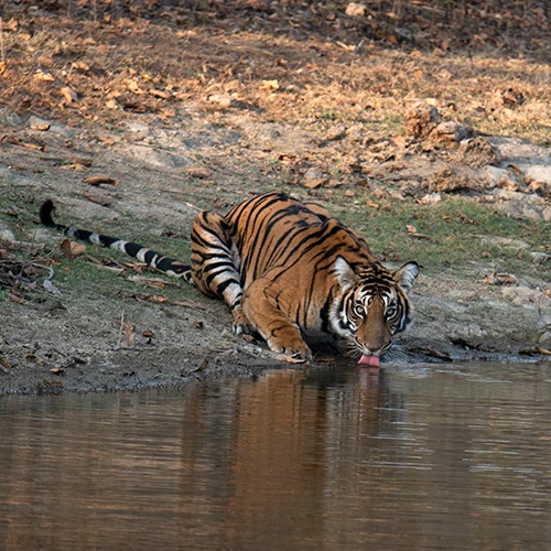 Kalakad Mundanthurai Tiger Reserve