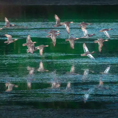 Karaivetti Bird Sanctuary