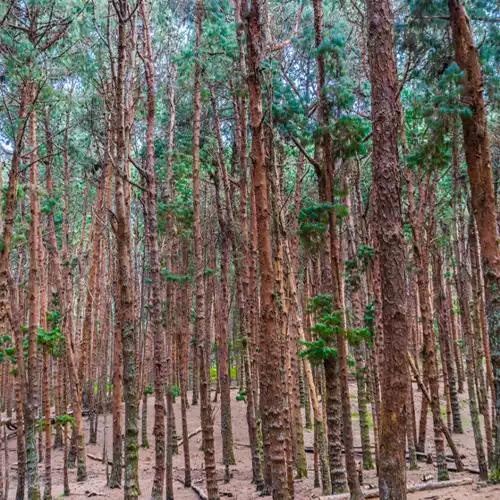 Kodaikanal Pine Forest