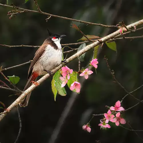 Kodaikanal Wildlife Sanctuary