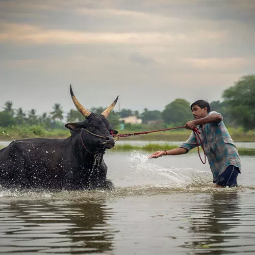 மதுரை