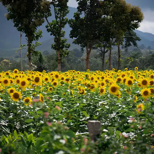 Mudumalai