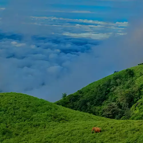 Mudumalai National Park