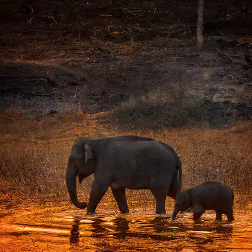 Mudumalai Wildlife Sanctuary