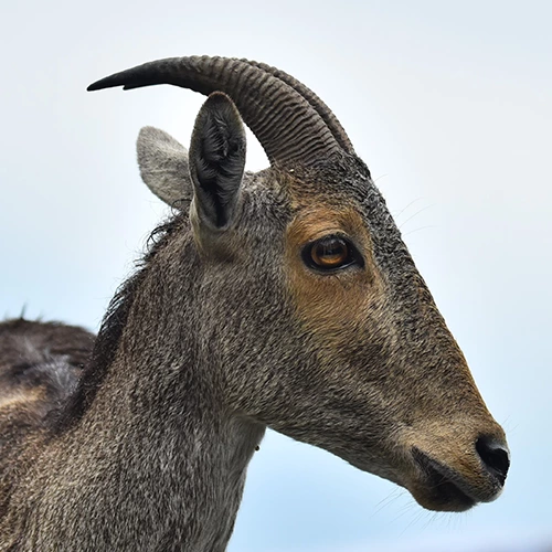 Mukurthi National Park