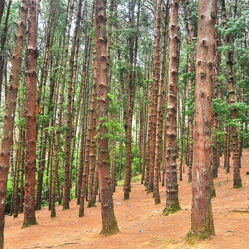 Pine Forest