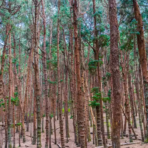 Pine Forest, Kodaikanal