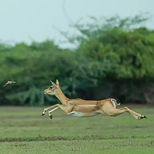 Point Calimere Wildlife and Bird Sanctuary