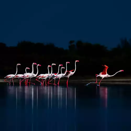 Pulicat Lake