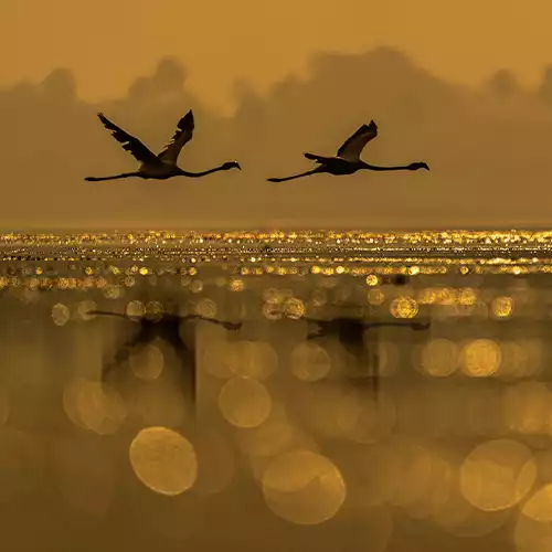 Pulicat Lake Bird Sanctuary