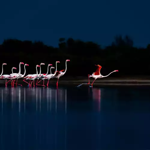 Pulicat Lake Bird Sanctuary