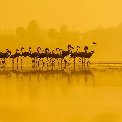 Pulicat Lake Bird Sanctuary