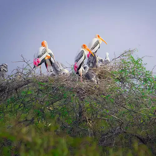 Pulicat Lake Birds Sanctuary