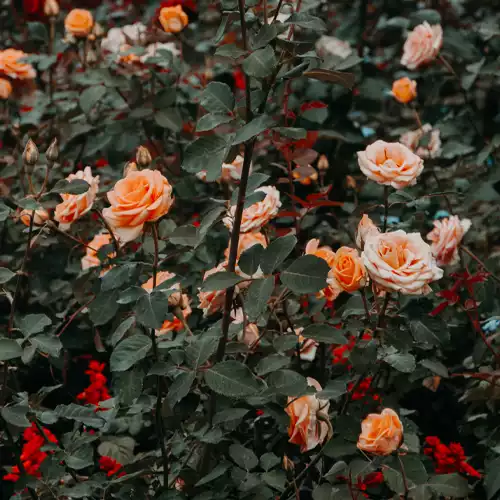 Rose Garden Kodaikanal