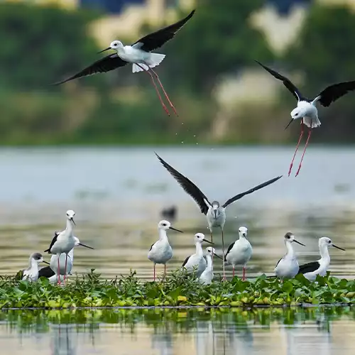 Sembakkam Lake