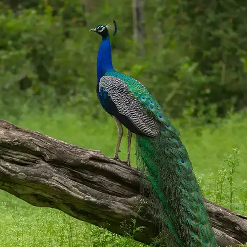 The Mudumalai National Park