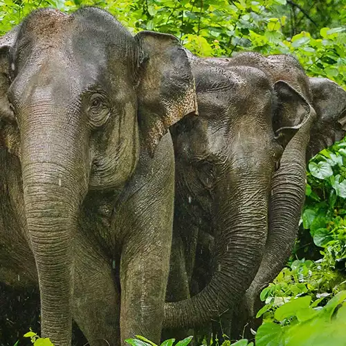 The Mudumalai National Park