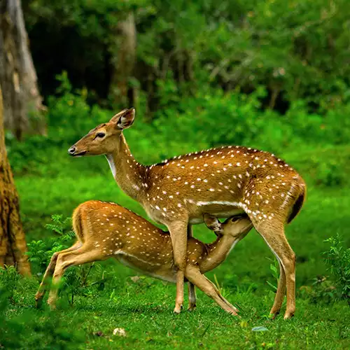 The Mudumalai National Park