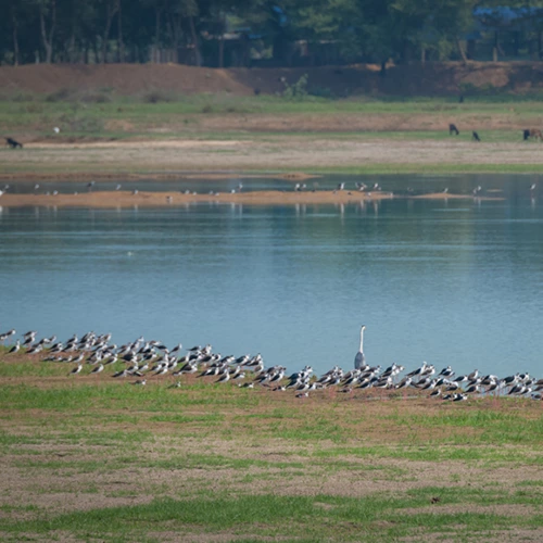 Vaduvoor Birds Sanctuary