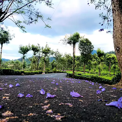 Valparai