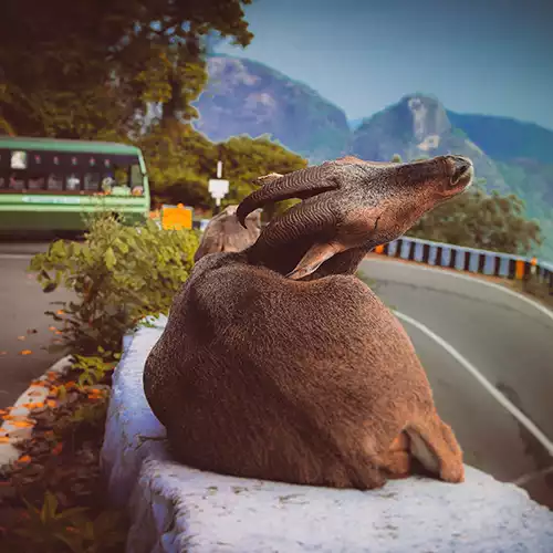 வால்பாறை