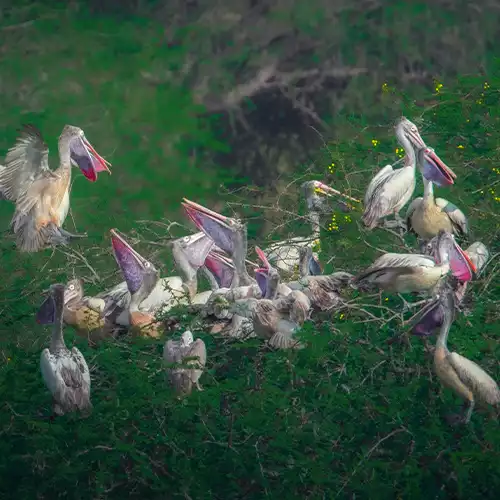 Vedanthangal Bird Sanctuary