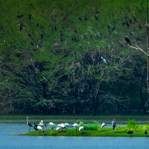 Vellode Bird Sanctuary